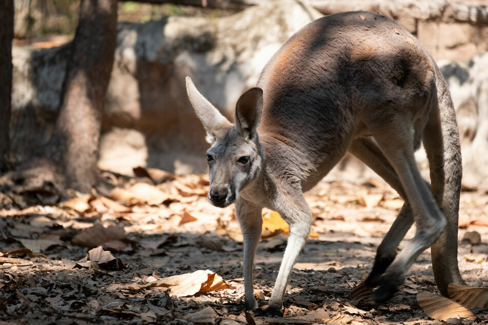 Seit den Buschbränden Anfang des Jahres werden immer mehr Wildtiere in australischen Vororten gesehen. (Symbolbild)