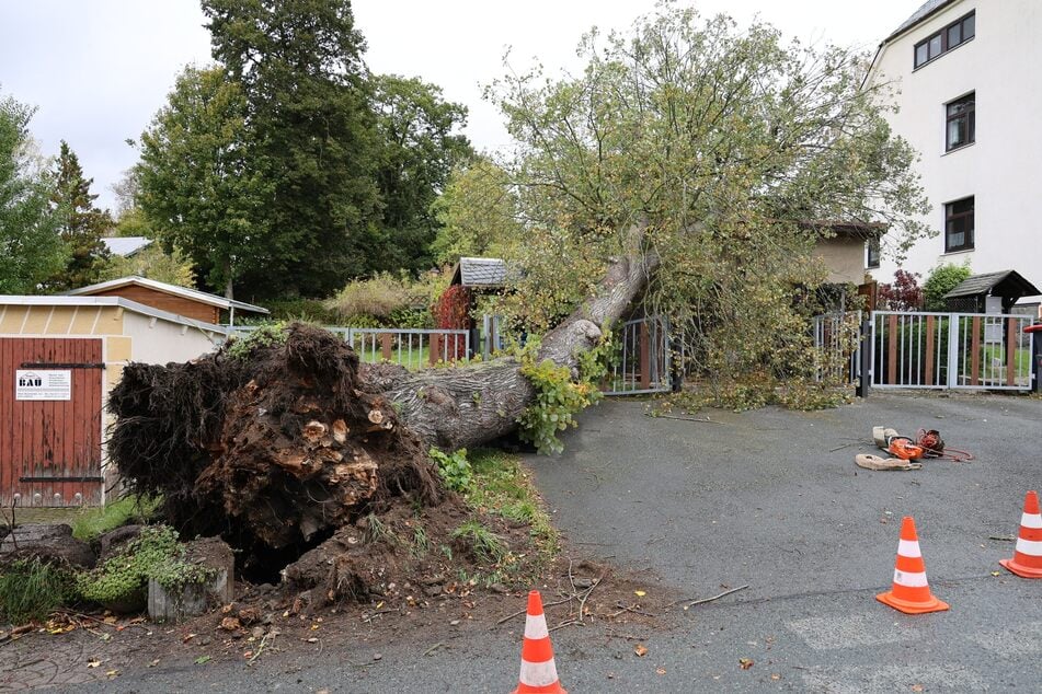 In Lößnitz stürzte in der Oberen Bahnhofstraße ein entwurzelter Baum auf eine Doppelgarage.