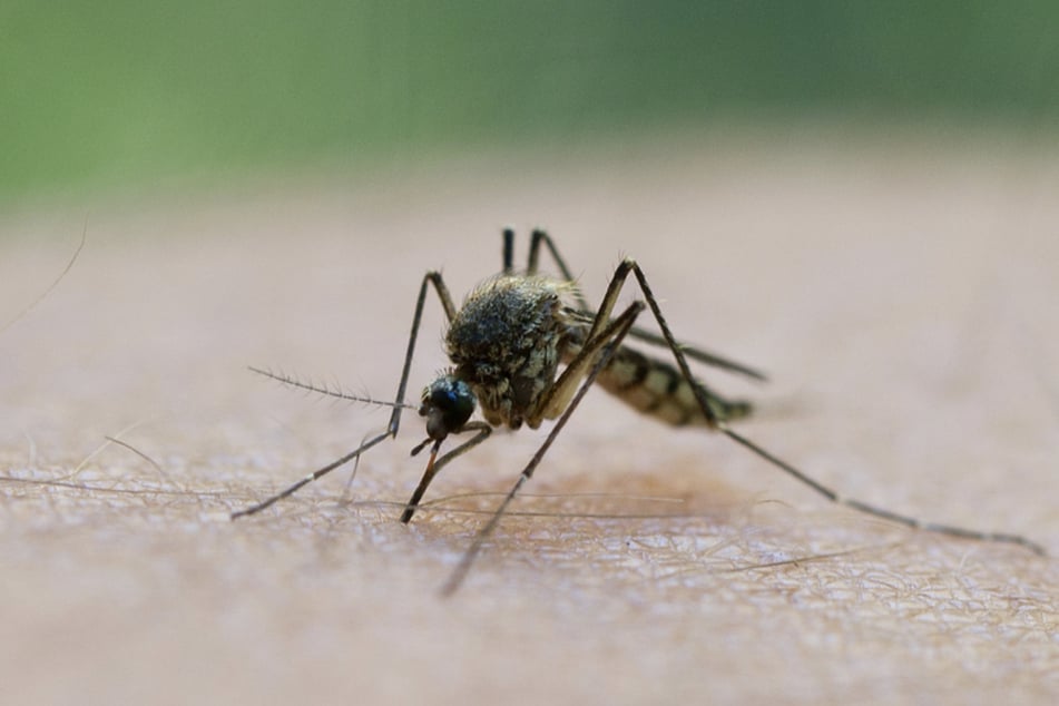 Nach den heftigen Regenfällen der letzten Wochen sind nun Schwärme von Mücken geschlüpft und belagern Menschen.