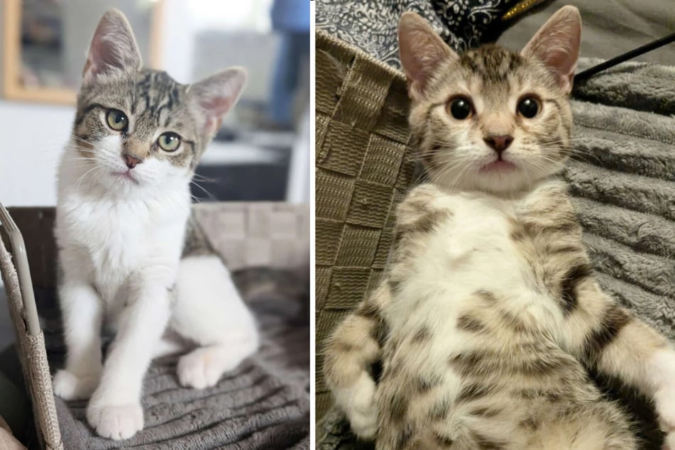 Die Katzenkinder Duffy und Chack aus dem Berliner Tierheim wollen zusammen in ein eigenes Zuhause ziehen.