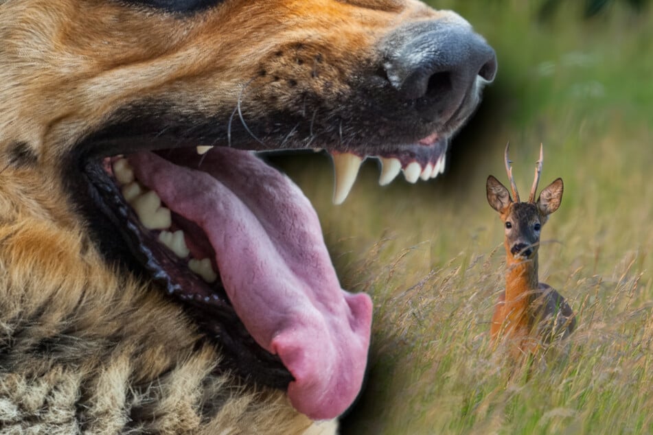 Ein Hund hat in Oberfranken ein Reh gejagt und schwer verletzt. (Symbolbild)