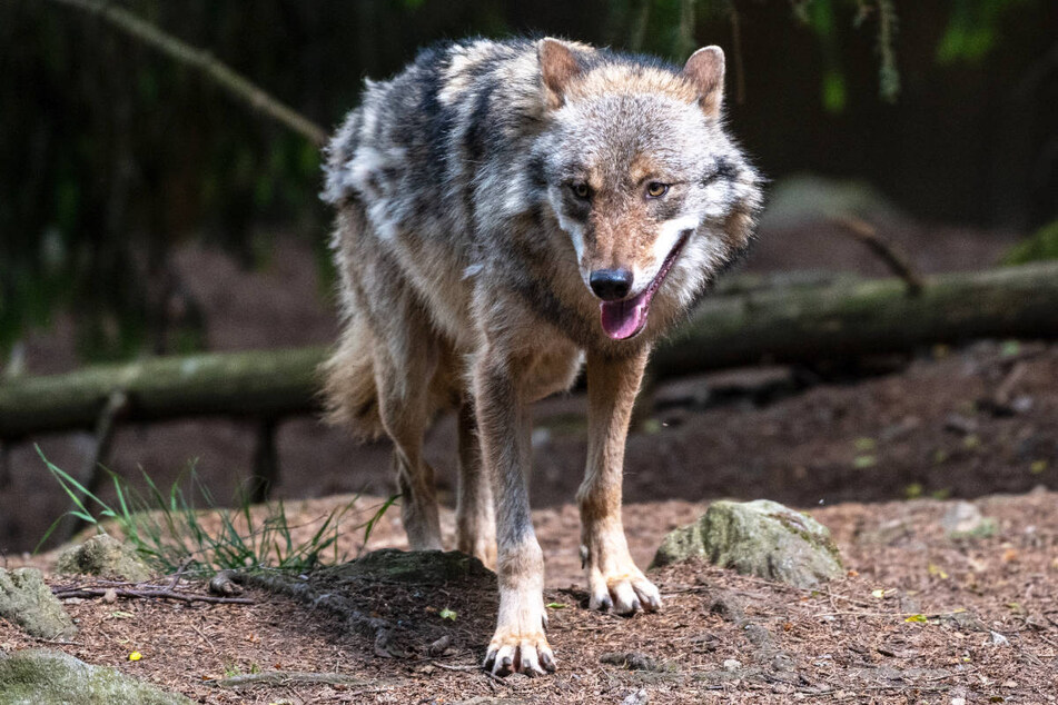 Ein Wolfsrüde mit der Bezeichnung GW1339m ist in Brandenburg erlegt worden, weil er für den Tod von mindestens 76 Nutztieren verantwortlich gewesen sein soll. (Symbolfoto)