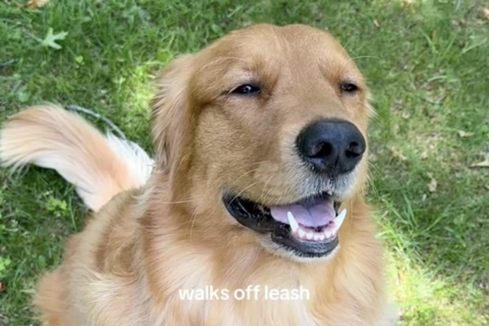 Golen Retriever Benny ist ein ganz lieber - meistens zumindest.