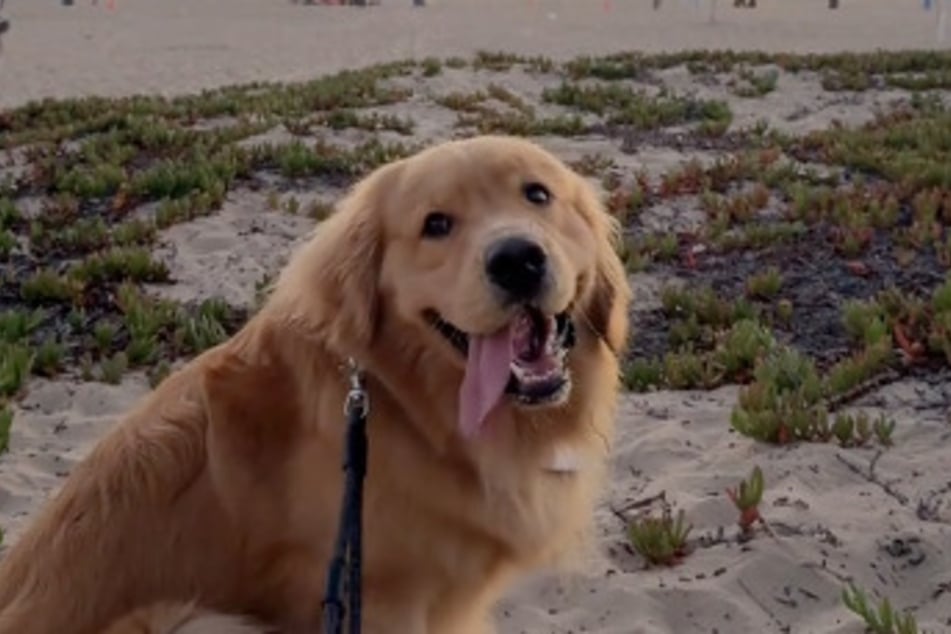 Golden Retriever Zebby geht es eigentlich ziemlich gut.