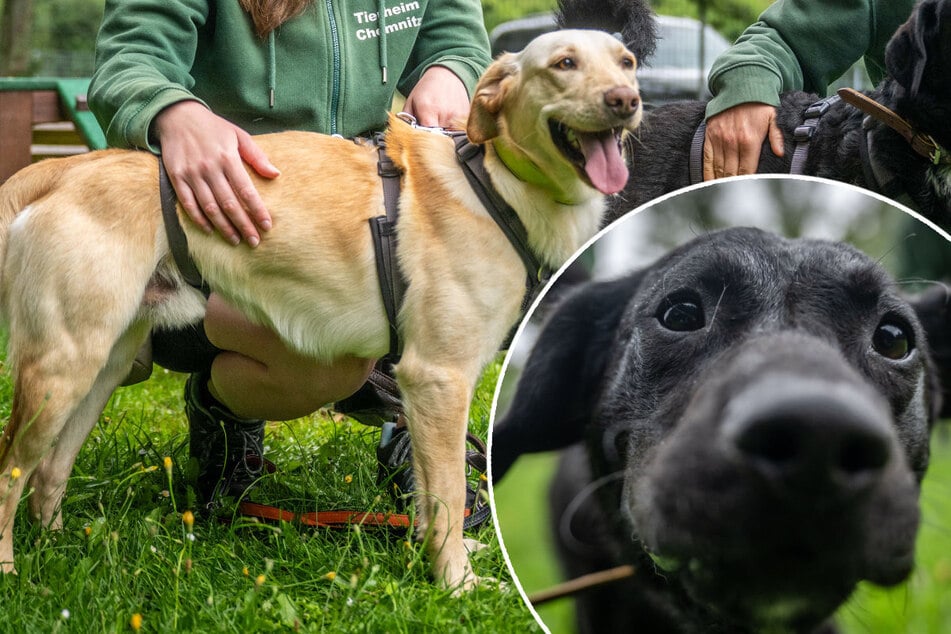 Sie wurden mit über 60 anderen Hunden im Keller gehalten: Piet und Finn hoffen auf Happy End