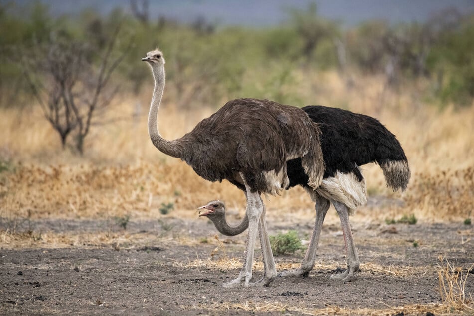 Ostriches are dangerous animals anywhere you find them, but the strongest are in North Africa.
