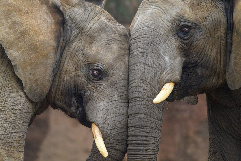 Im Mai will der Zoo Magdeburg eine Elefantenkuh aus Wuppertal willkommen heißen. (Symbolbild)