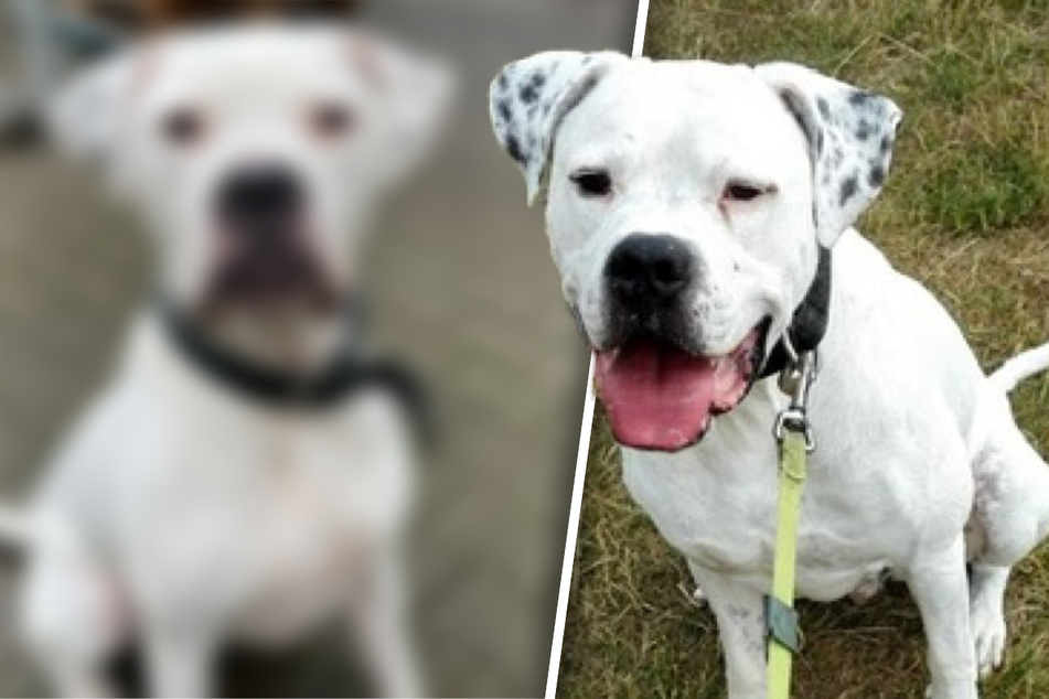 Juglo wäre gerne ein Dalmatiner: Der Grund macht Hunde-Freunde betroffen