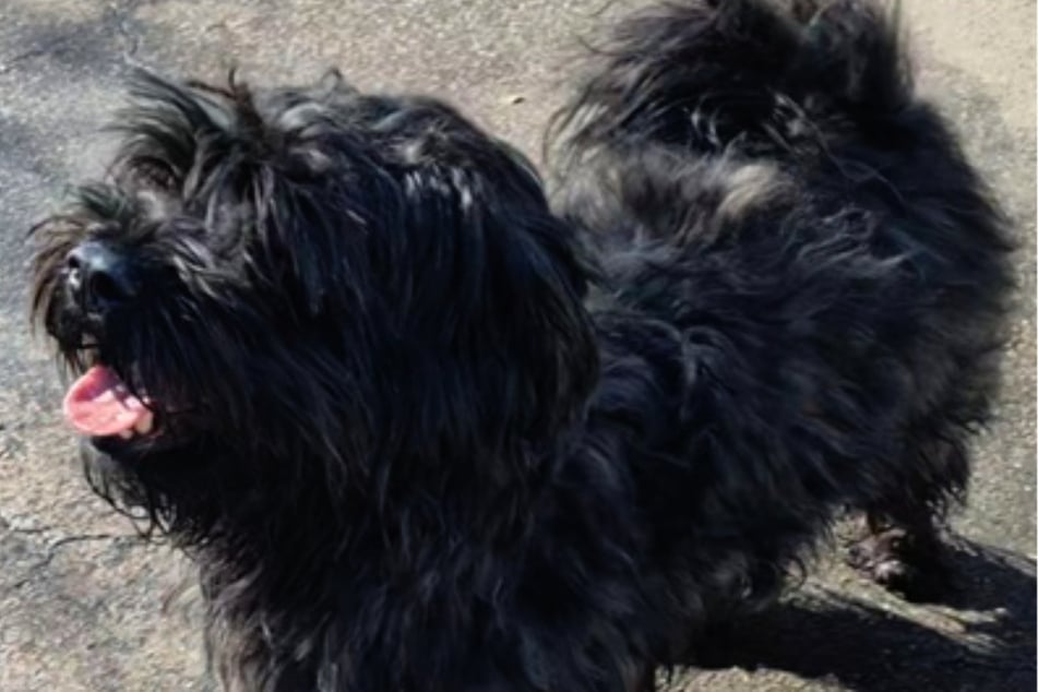 Der Havaneser-Rüde ist ein Angsthund und benötigt erfahrene Halter.