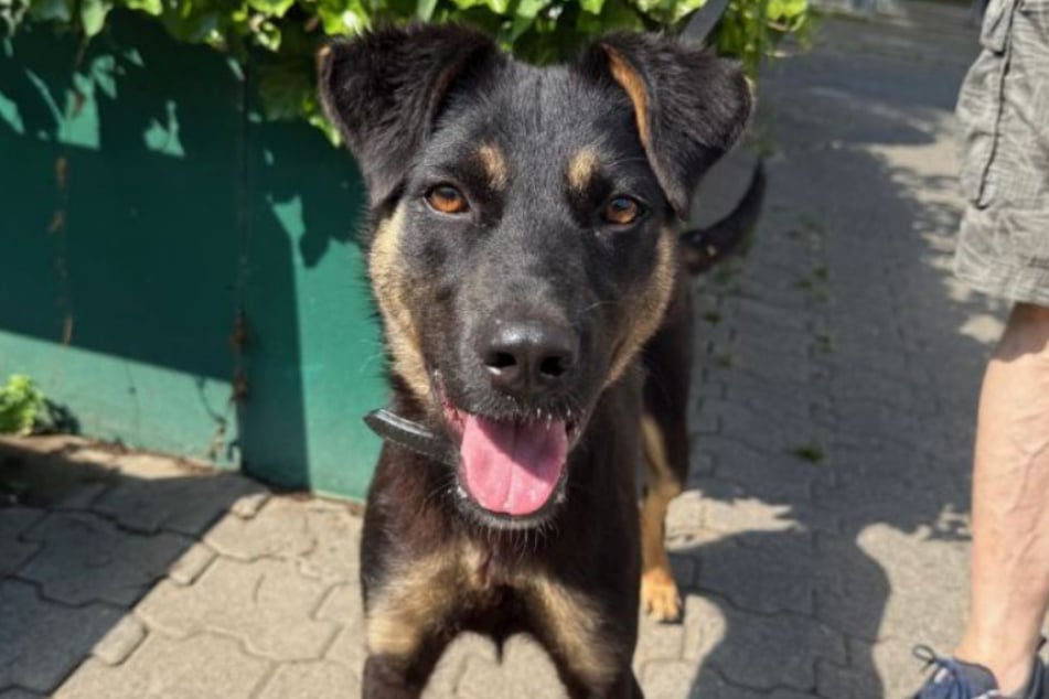 Daisy es compatible con sus congéneres y también es amigable y cariñosa con las personas.