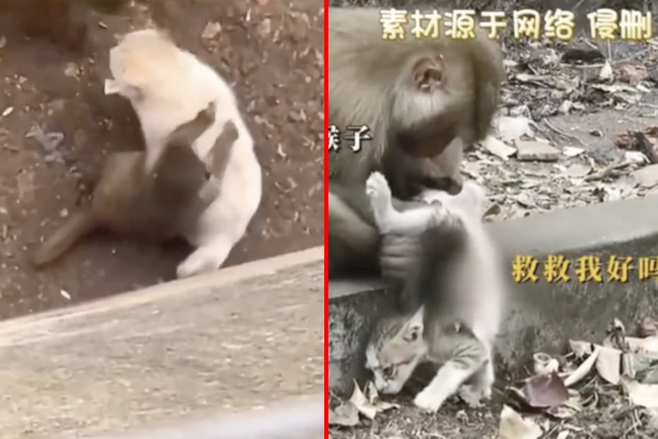 Katzen jahrelang in Affengehege missbraucht? Schockierende Vorwürfe gegen Zoo