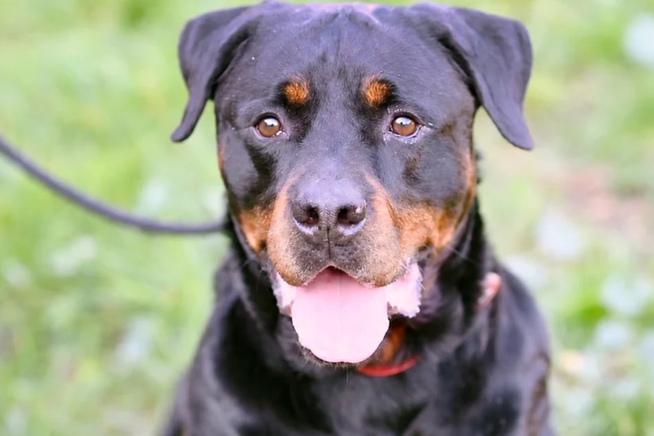 Wer gibt Rottweiler Poldi (7) aus dem Berliner Tierheim eine Chance?