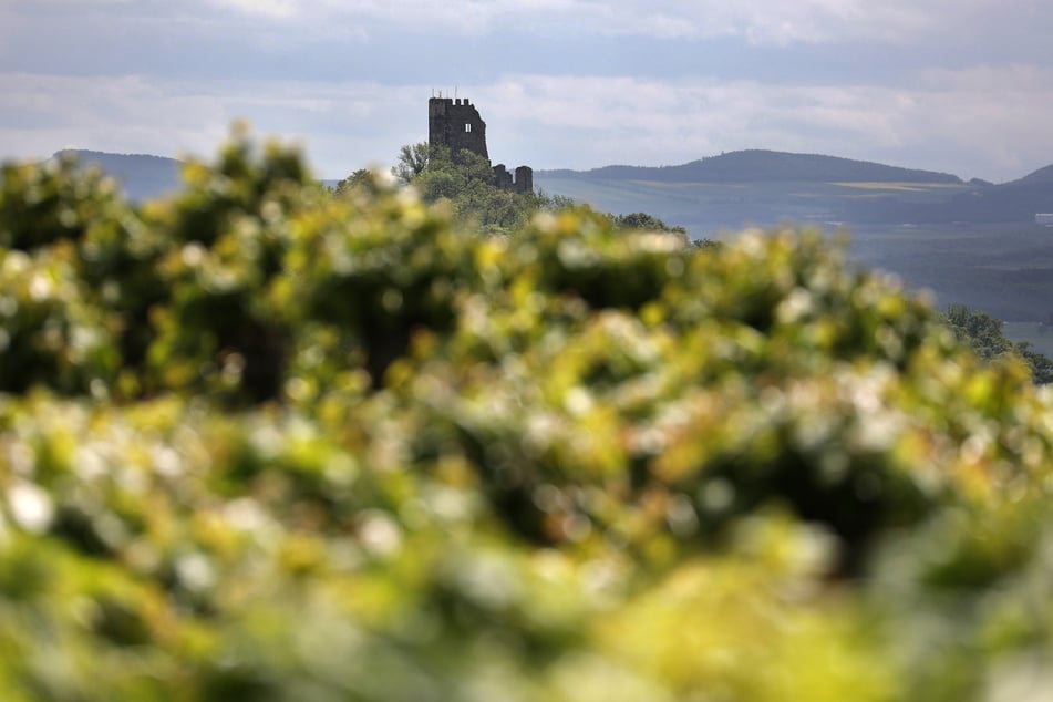 Hinter Bäumen ragt die Burg Drachenfels oberhalb des Rheintals bei Königswinter empor.