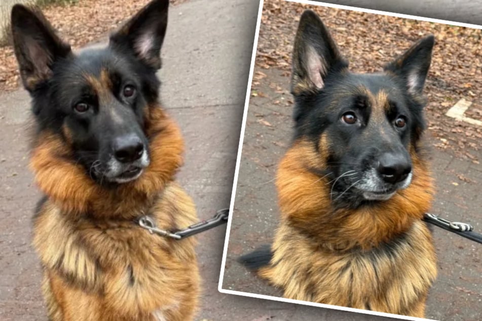 Schäferhund-Züchter sorgt für Unmut bei Tierrettern: "Ohne Worte ..."