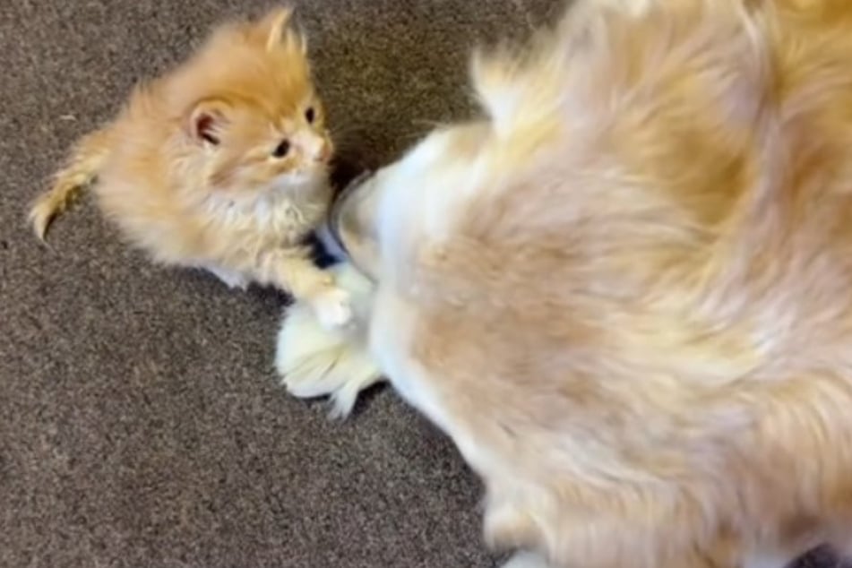 The dog puts up with it and has no problem with the little cat climbing on him and adorably holding his paw.