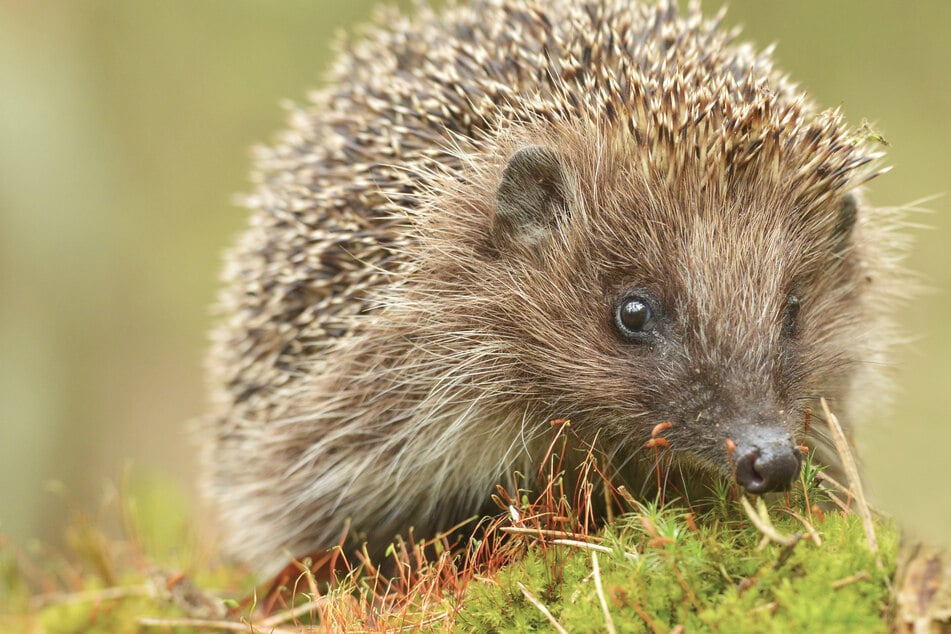 Ja, wo laufen sie denn? Der NABU ruft zum Zählen auf, Maulwurf und Igel im Fokus