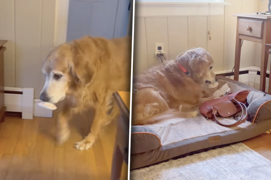 Duke hat ein Faible für das Geschirr seines Frauchens. Doch auch alle anderen Gegenstände, die er tragen kann, sind in seinem Haushalt nicht sicher.