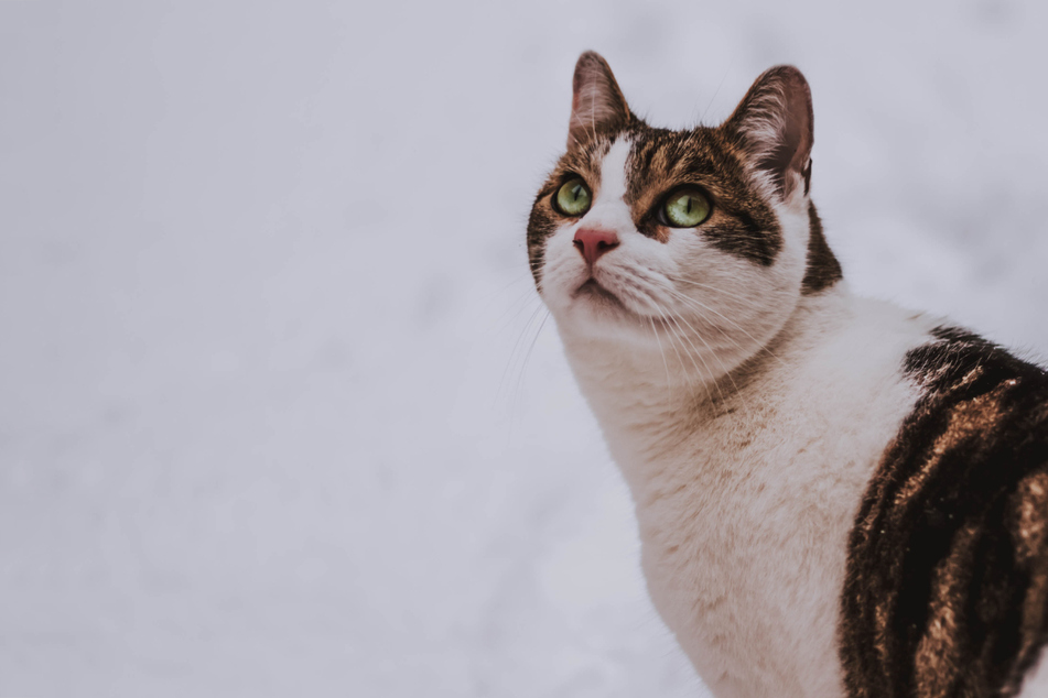 Do cats get cold in winter, or is their fur thick enough to keep them warm?