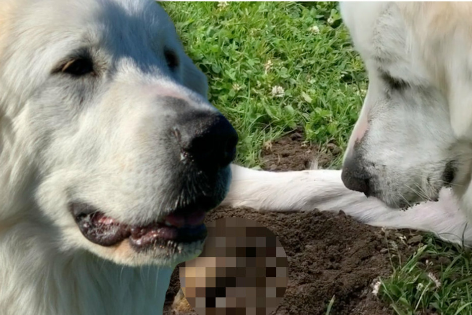 Huge dog makes a very small friend that pops up out of the ground