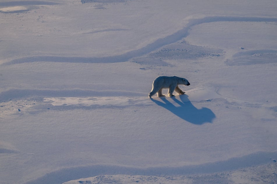 A male polar bear walking on sea ice in eastern Spitzbergen in the Svalbard archipelago.