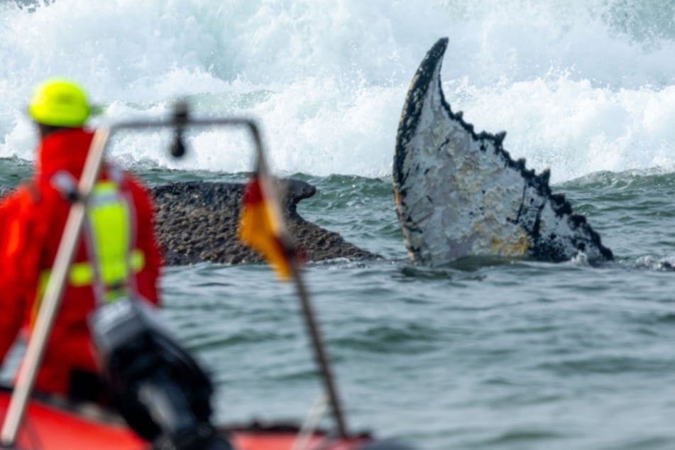 Der in der Ostsee gestrandete Wal ist offensichtlich größer als bisher angenommen.