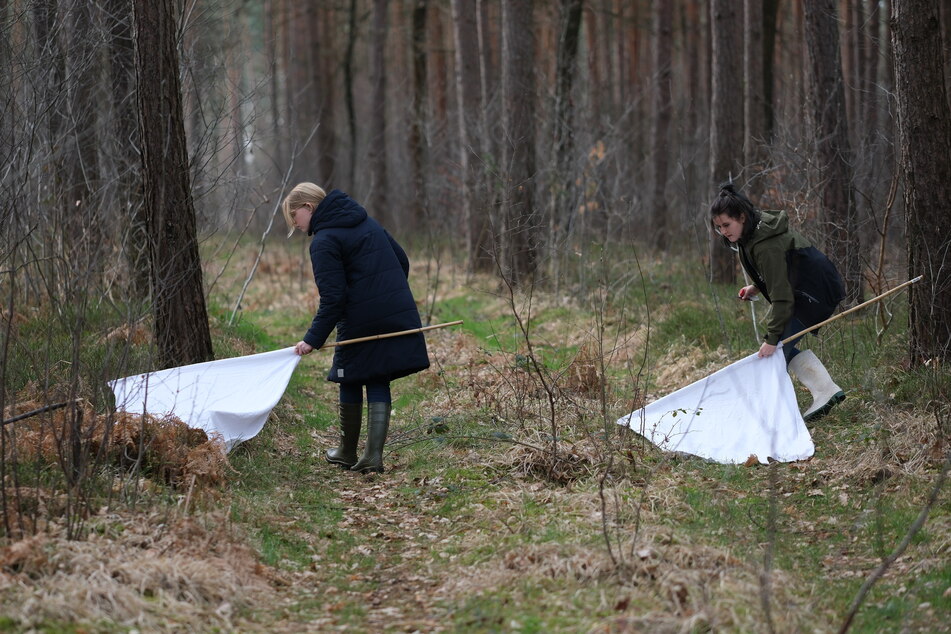 Sara Weilage (l.) und Lara Maas sammeln die Tiere vom Waldboden.