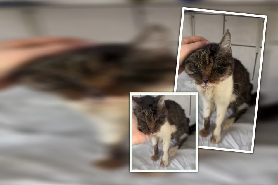 Verwöhnprogramm gewünscht! Katzen-Opi Erwin sehnt sich nach einem gemütlichen Zuhause