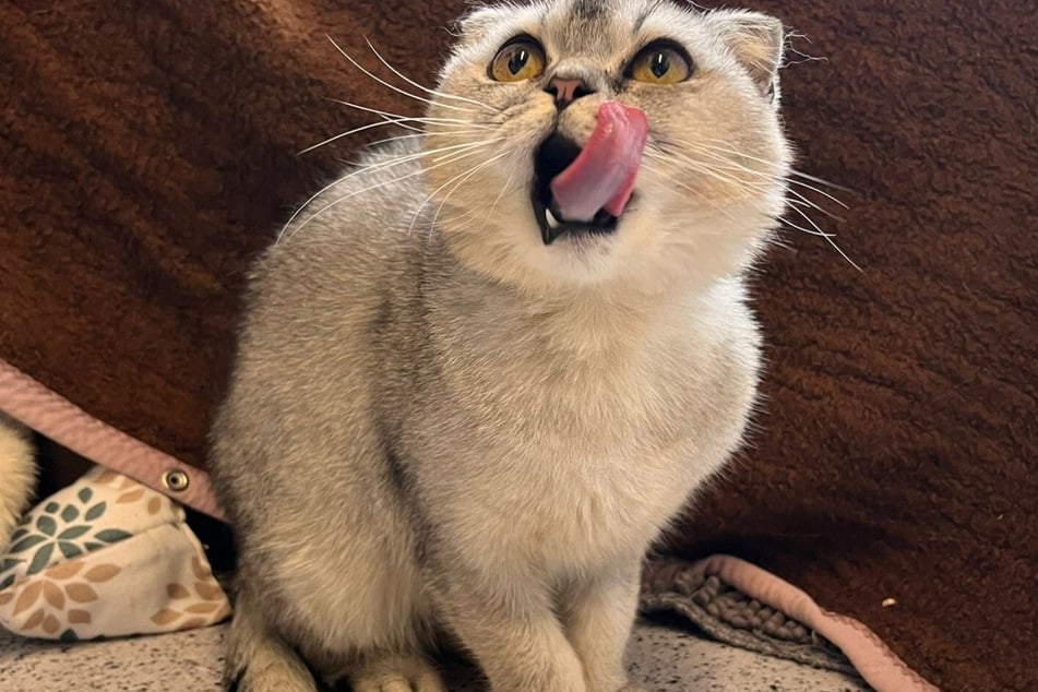 Kater Twingo ist seinem Partner im Alltag eine große Hilfe.