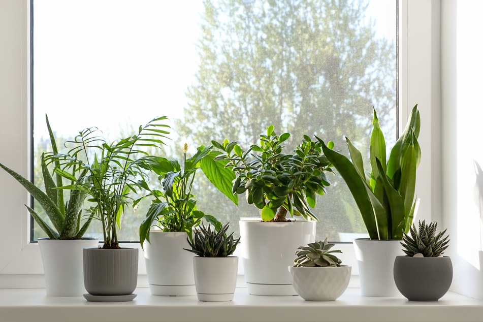 Zimmerpflanzen, die Heizungsluft vertragen: Top 5 für die Wohnung