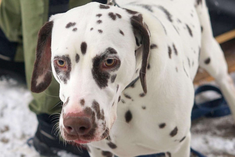 Wer mit Dalli ausgiebig arbeitet, bekommt eine verschmuste Freundin.