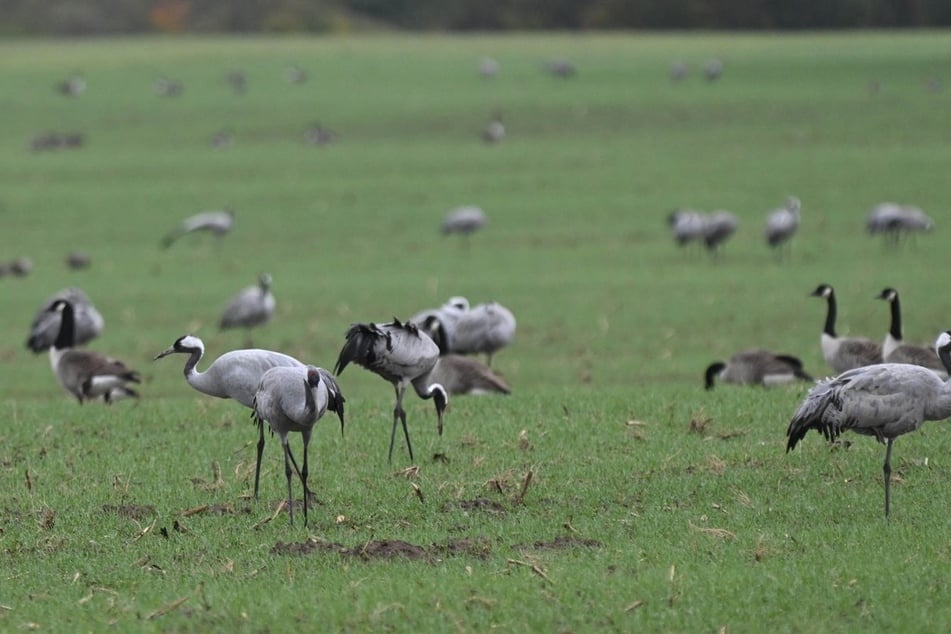Durch das Kranichsterben wurde die Ausbreitung der Vogelgrippe in Sachsen-Anhalt offensichtlich. (Symbolfoto)