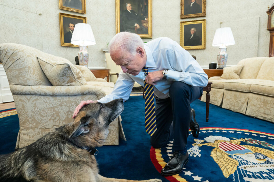 President Biden is pictured with his dog Champ in the Oval Office.