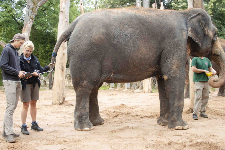 Timm-Julian Egner (l.) und Beate Egner erfassen im Zoo Wilhelma den Blutdruck der Elefantendame Zella. Die Manschette wird dabei am Schwanz angelegt, denn die Messung muss auf Höhe des Herzens erfolgen.