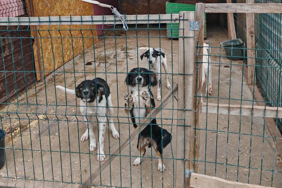 Sobald die Hunde in Rumänien aufgepäppelt wurden, werden sie nach Deutschland vermittelt – insofern sie für ein neues Leben bereit sind.