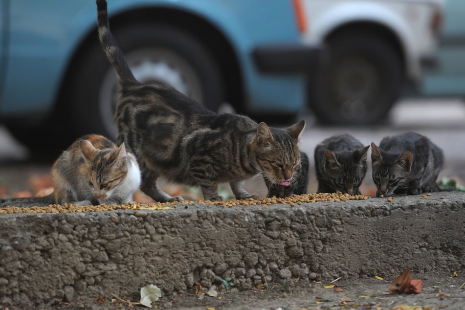 Unter den 33 bislang geretteten Großmarkt-Katzen befinden sich viele Mütter mit ihren Kitten. (Symbolbild)