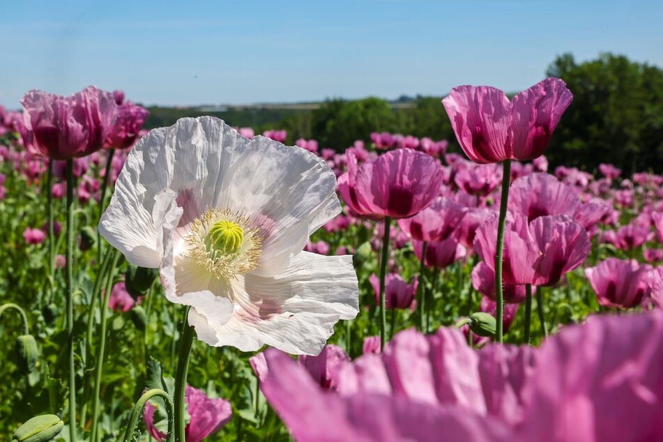 Auf Lila folgt Rosa - die zarten Mohnblüten laden zum Fotografieren ein.