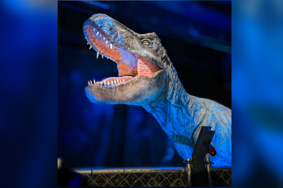 Ein Tyrannosaurus Rex hat es ebenfalls in die Ausstellung geschafft.
