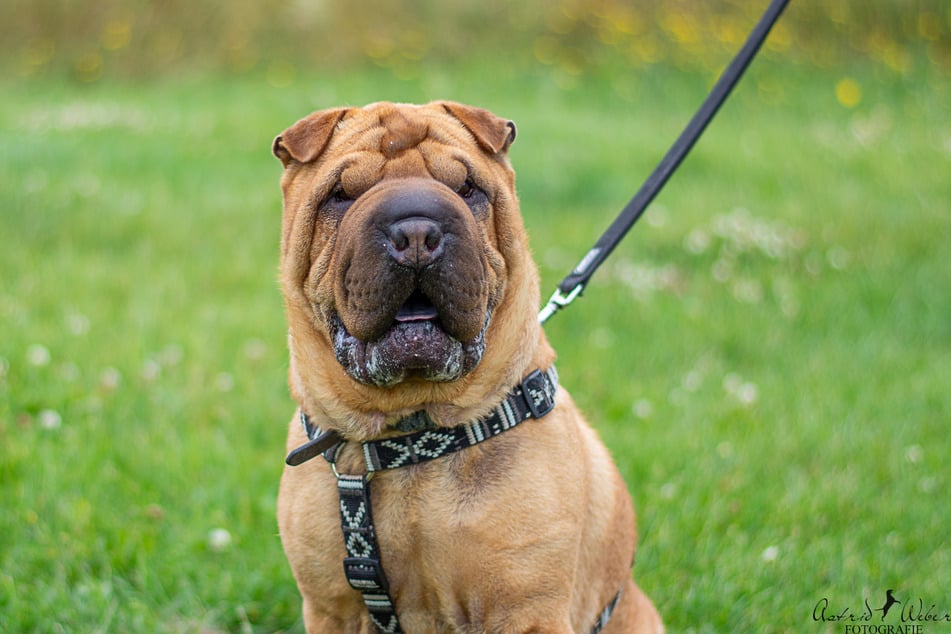 Trauriger hätten die Umstände, unter denen Shar-Pei-Rüde Fiete ins Gießener Tierheim kam, kaum sein können.