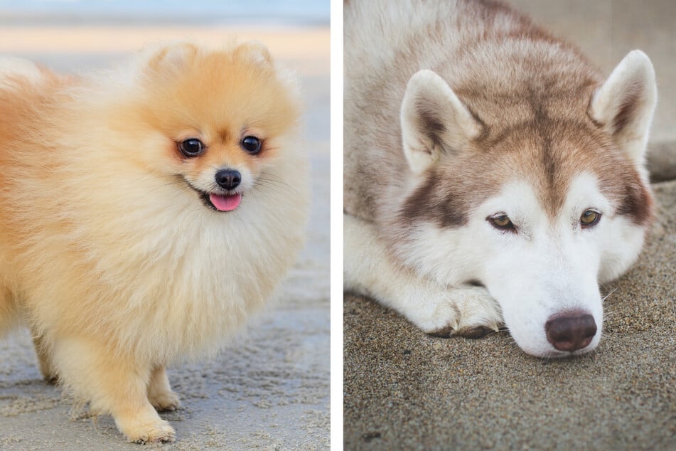 how much are husky mixed with pomeranian