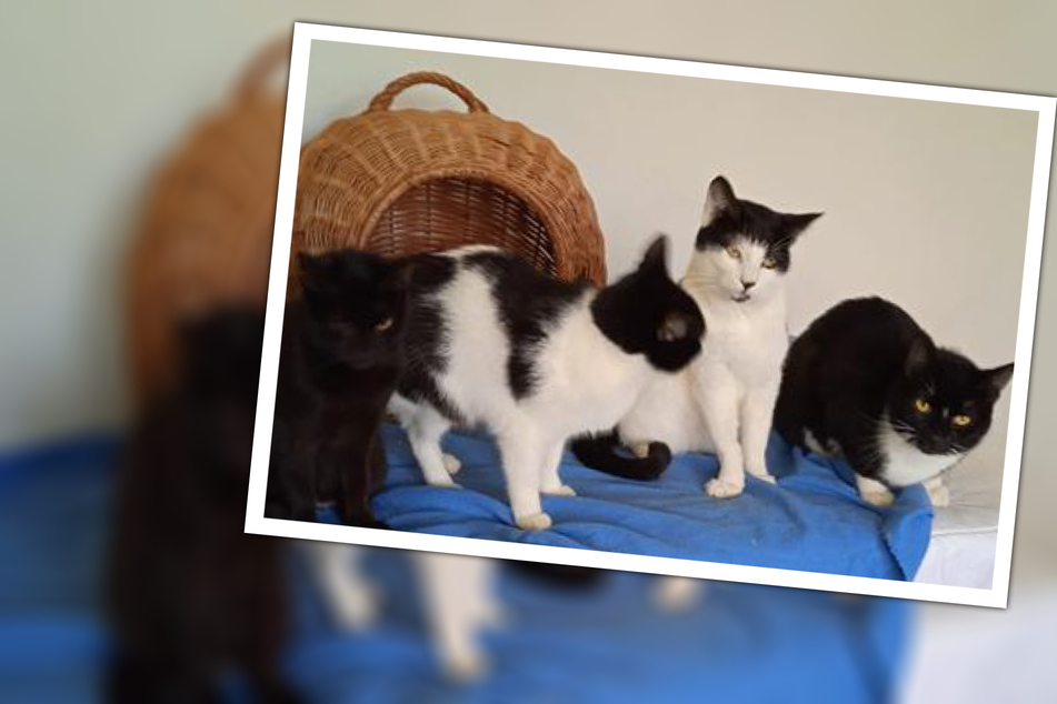 Wenn Tiere zur Sucht werden: Im Tierheim Halle suchen 18 Katzen ein neues Zuhause