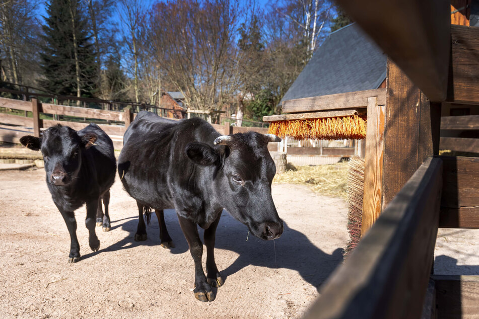 Auch den Zwergrindern im Zoo der Minis fehlen die Gäste.