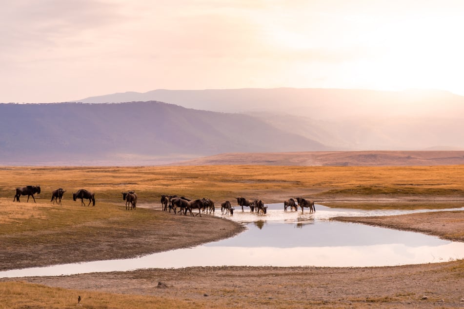 In dem Naturschutzgebiet sind Zebras, Gazellen und Gnus zur Freude vieler Touristen unterwegs. Allerdings gibt es vielerorts schlechte Straßen. (Symbolbild)