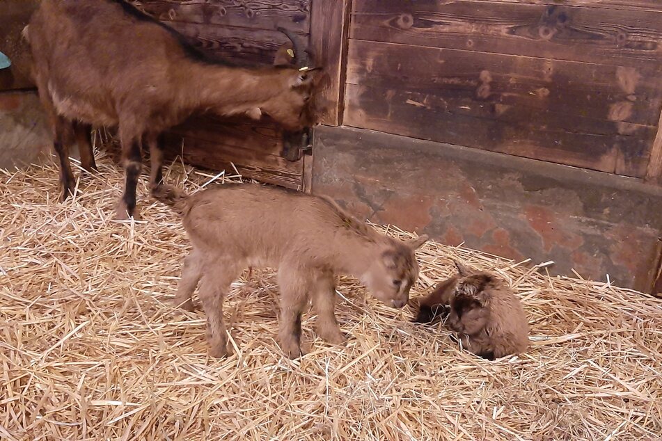 Ziegendame Ilse mit Hennes' Nachwuchs "Marie" und "Luise" im März 2020.