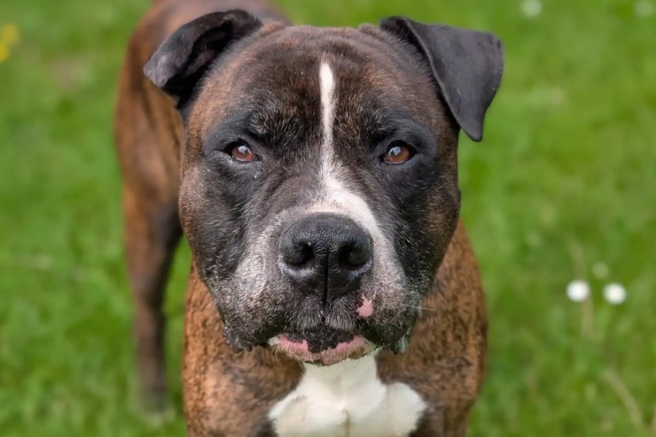 American-Bulldog-Boxer-Mischling Oskar aus dem Hamburger Tierheim sucht ein liebevolles Zuhause.