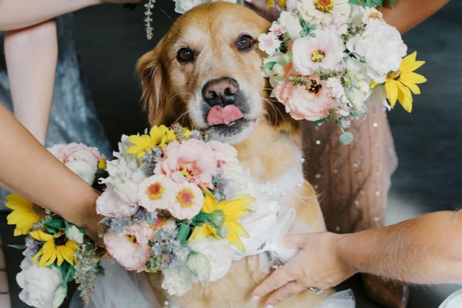 Der Golden Retriever war die ganze Hochzeit über anwesend, folgte dem Paar bei jedem Schritt und hatte sogar die besondere Aufgabe, die Ringe zu bringen.