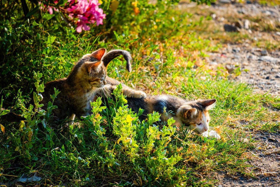 Freigang und Gesellschaft helfen einer Katze dabei, ausgelastet zu sein.