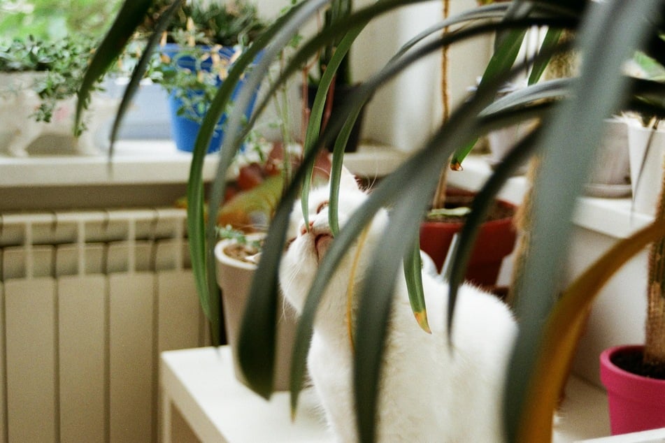 Katzenhalter sollten darauf achten, sich keine für Katzen giftigen Pflanzen in die Wohnung zu stellen.