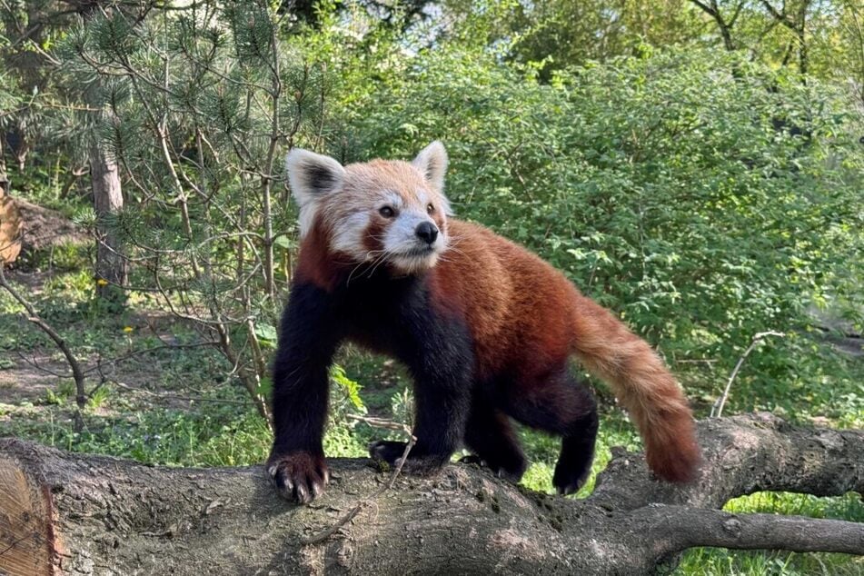Der kleine Panda Aki war noch nicht lange im Dresdner Zoo.