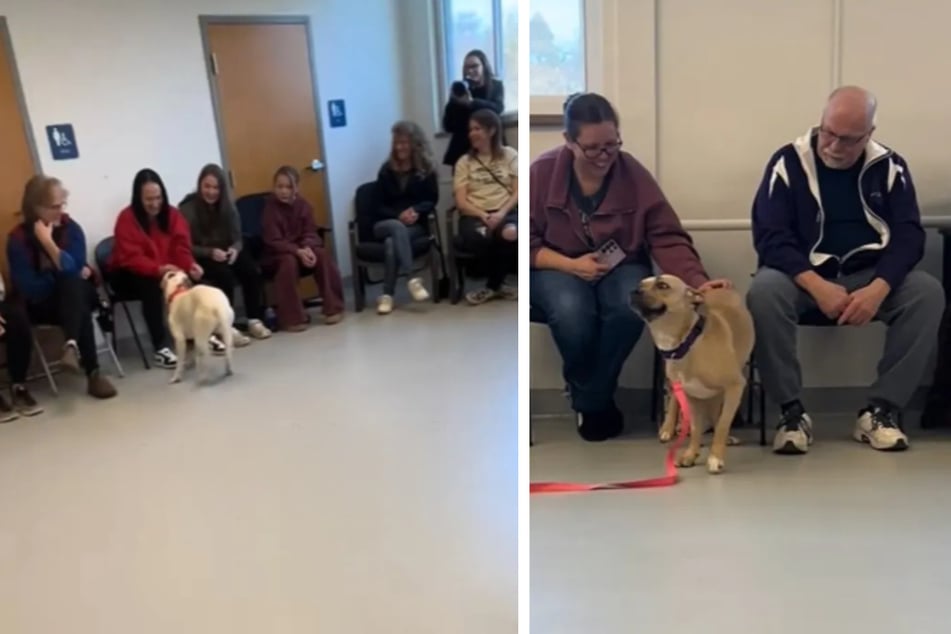 Bei der Veranstaltung trafen ein paar Hunde auf eine große Auswahl von Menschen.