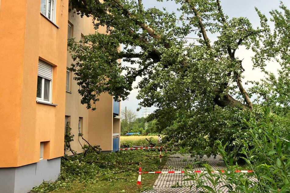 Zahlreiche Bäume in Frankfurt stürzten bei einem Unwetter am Donnerstagabend um, es entstand beträchtlicher Schaden.